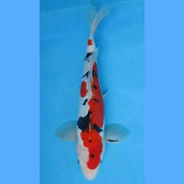 Near Koi - Doitsu Sanke 34cm