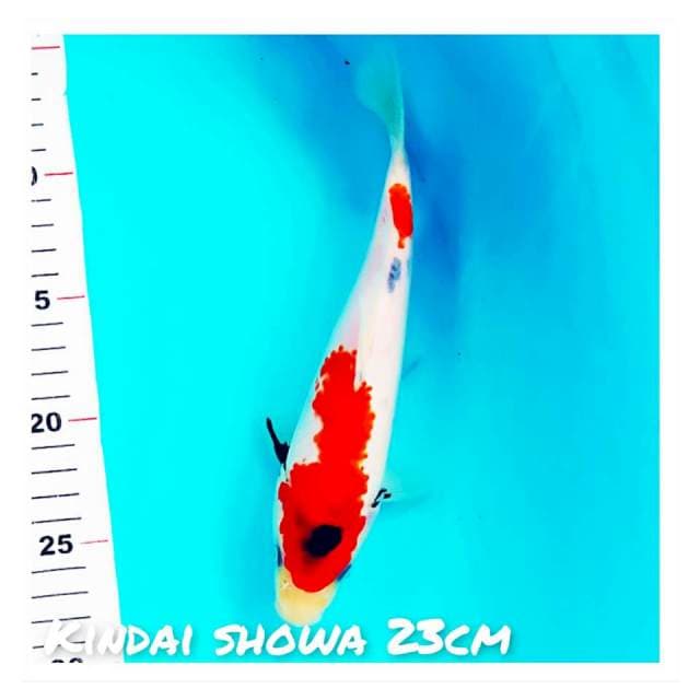 Kindai Showa 23Cm