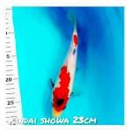 Kindai Showa 23Cm