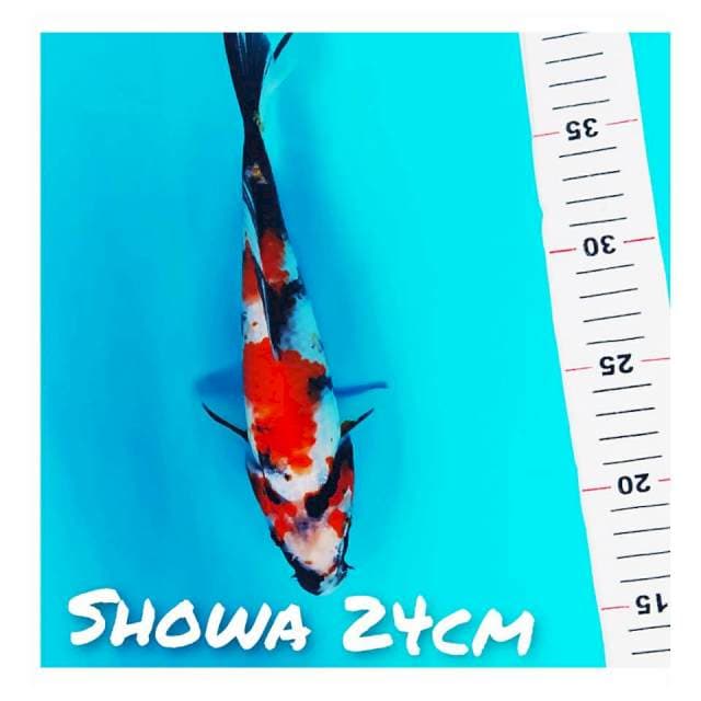 Showa 24Cm