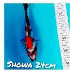 Showa 24Cm