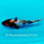 Ki Showa kanoko 21Cm