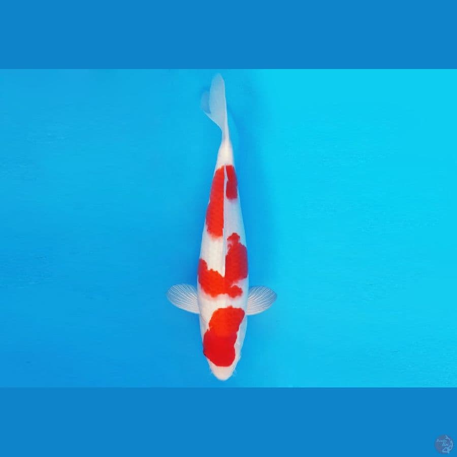 MEDUSA 4 ~ KOHAKU 34 cm/male ™