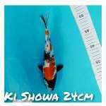 Ki Showa 24cm