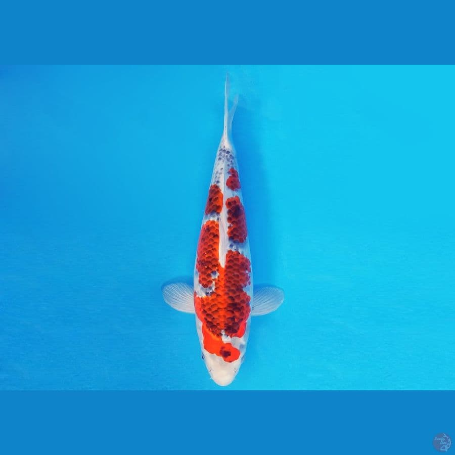 MEDUSA 7 ~ GOSHIKI GOROMO 41 cm/fm ™