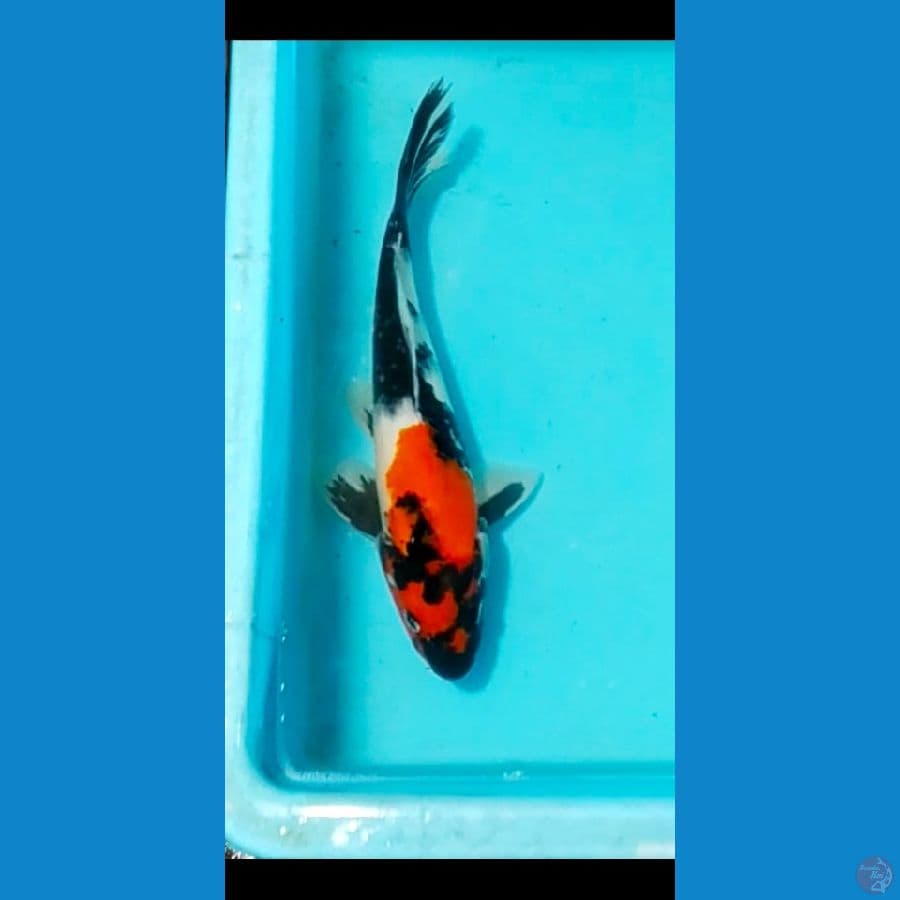 showa