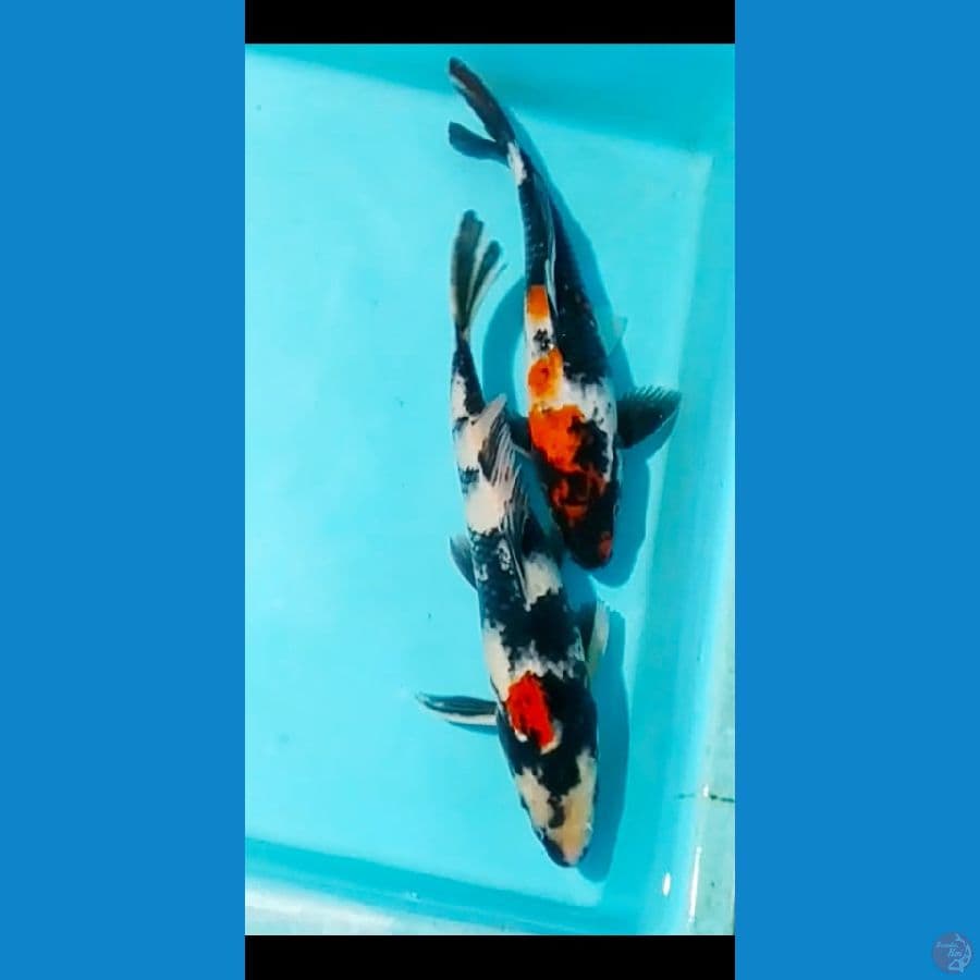 mix koi