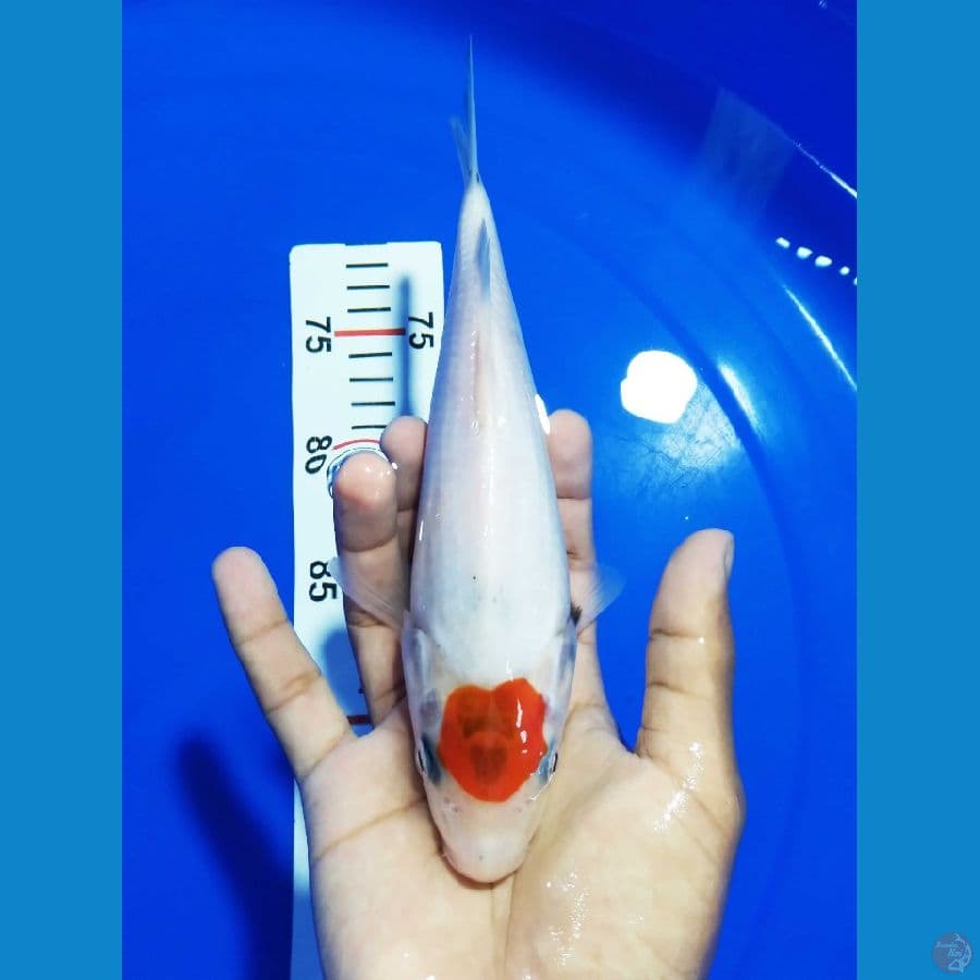 JK0010 - TANCHO SHOWA Tategoi 24 Cm