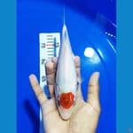 JK0010 - TANCHO SHOWA Tategoi 24 Cm