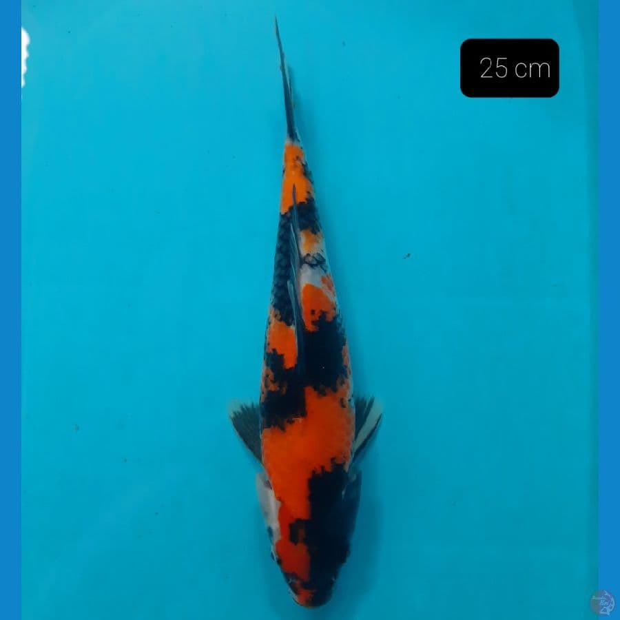 showa 25 cm