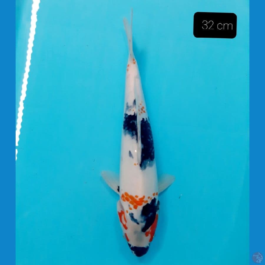 showa 32 cm