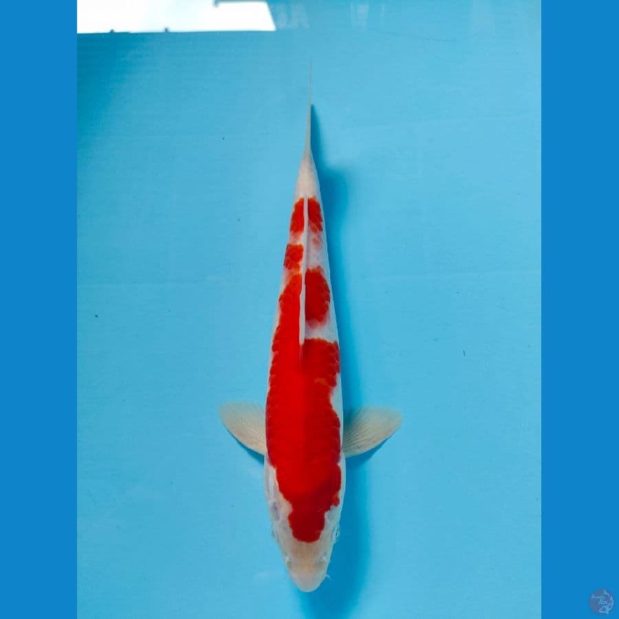 kohaku size 31 cm