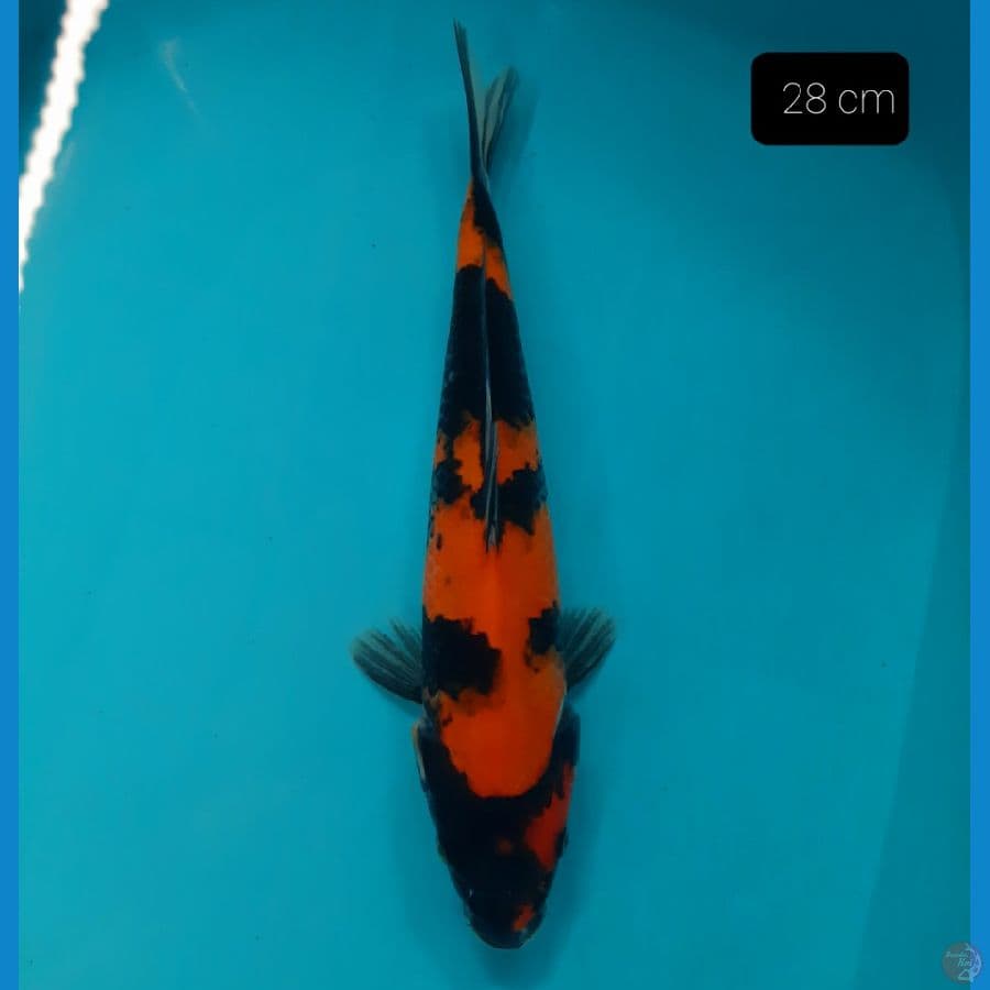 showa 28 cm