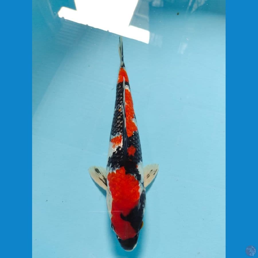 showa 30cm