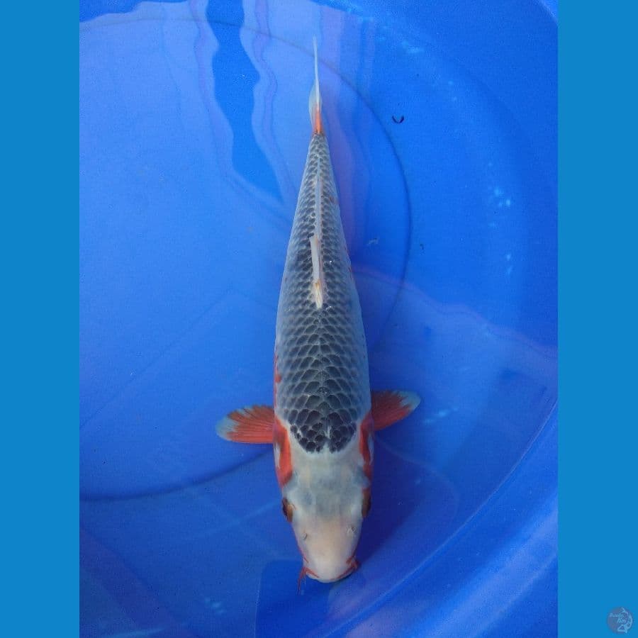 Asagi 35cm