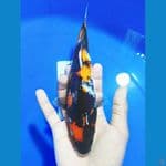 JK0025 - (Grade A) Showa sanshoku Size 25 Cm