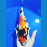 JK0020 - (HQ) Showa sanshoku 30CM 