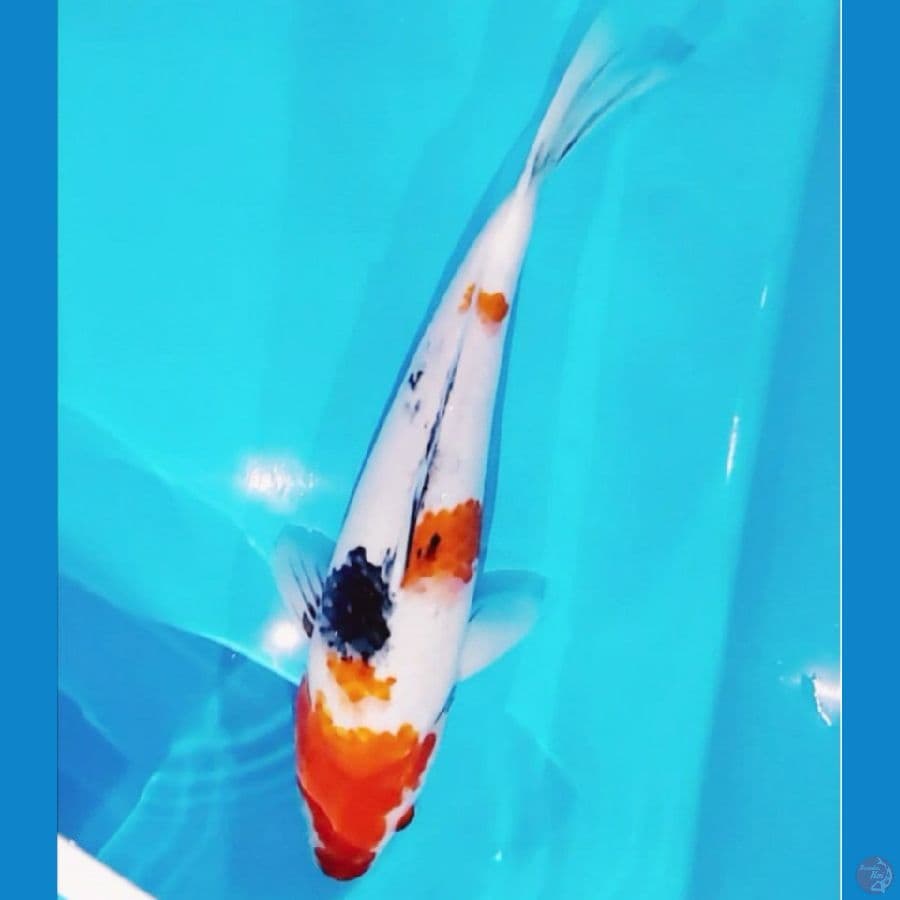 Showa Serty Sakkai size 35cm