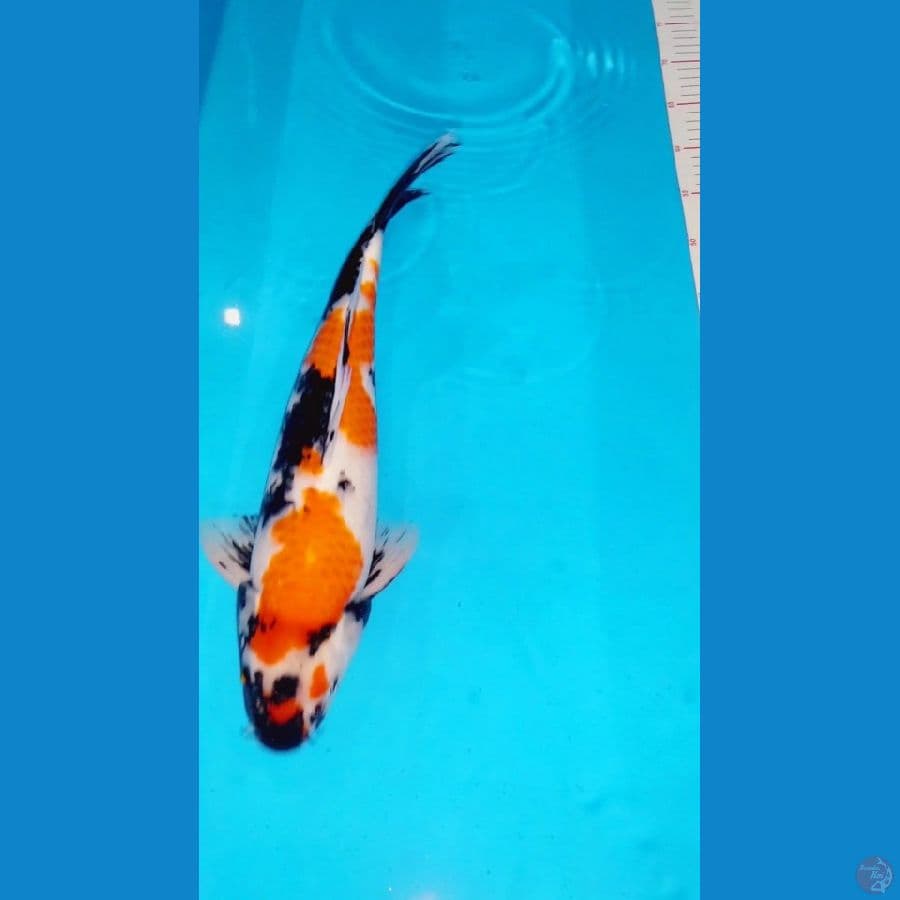 Showa Jumbo size 40cm