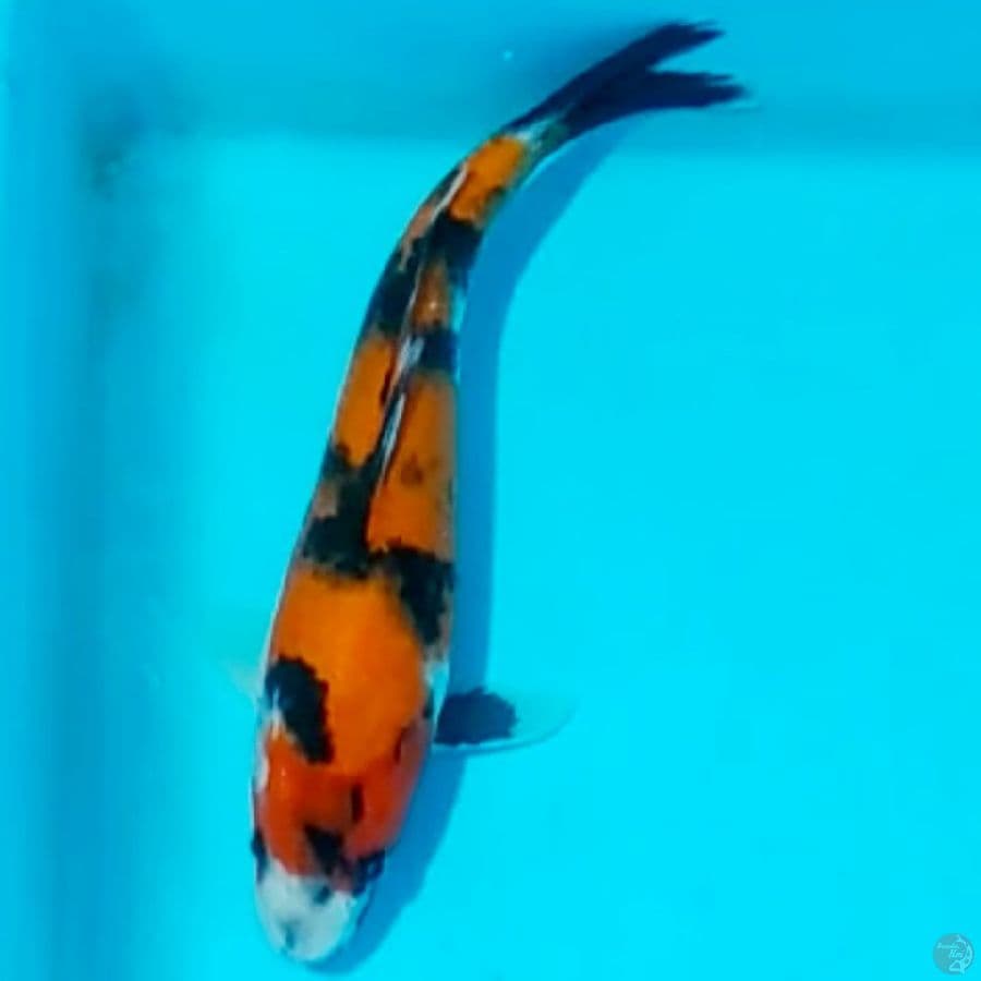 showa