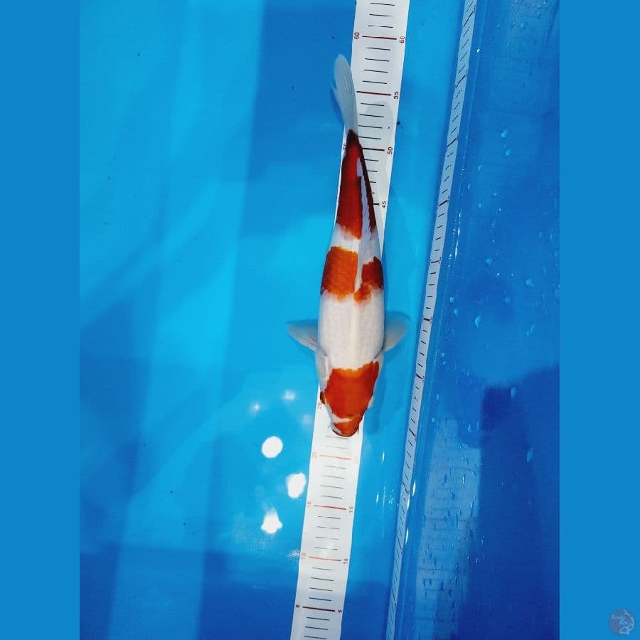 Kohaku 3 step size 35cm