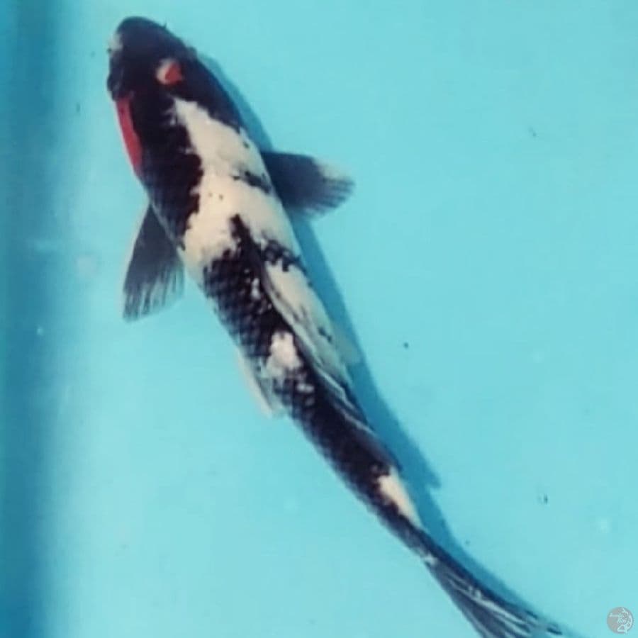 showa