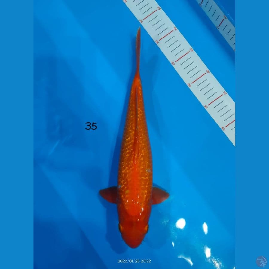 Ginrin Benigoi 35cm