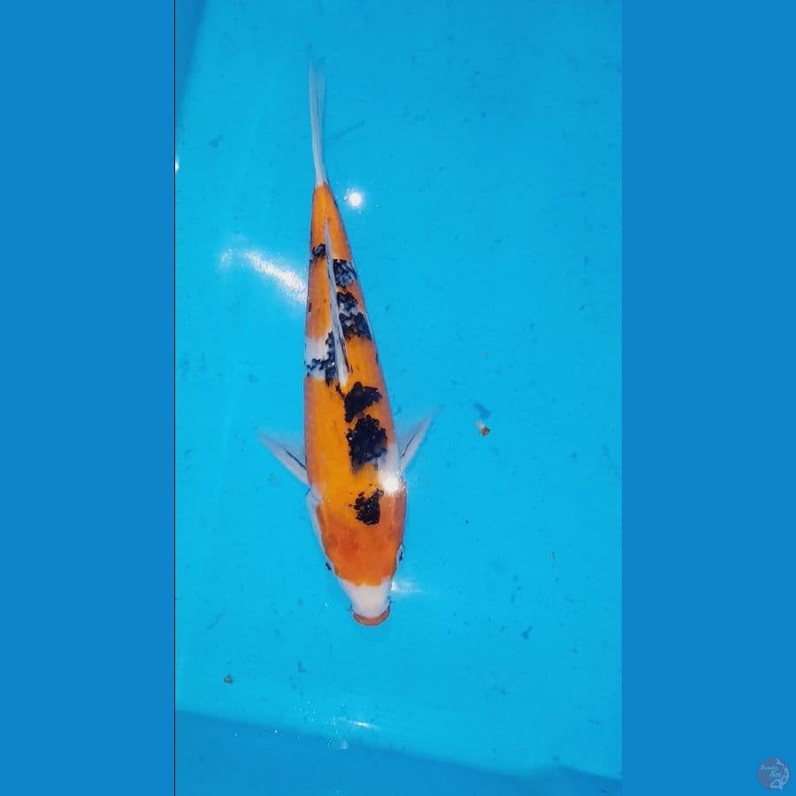 Sanke Serty Sakai 35cm Male