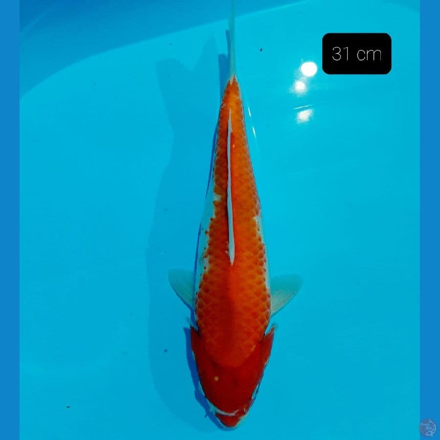 kohaku 31 cm mumer