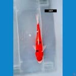 sanke 28 cm
