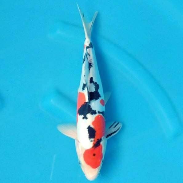 Near Koi - Doitsu HQ 32cm