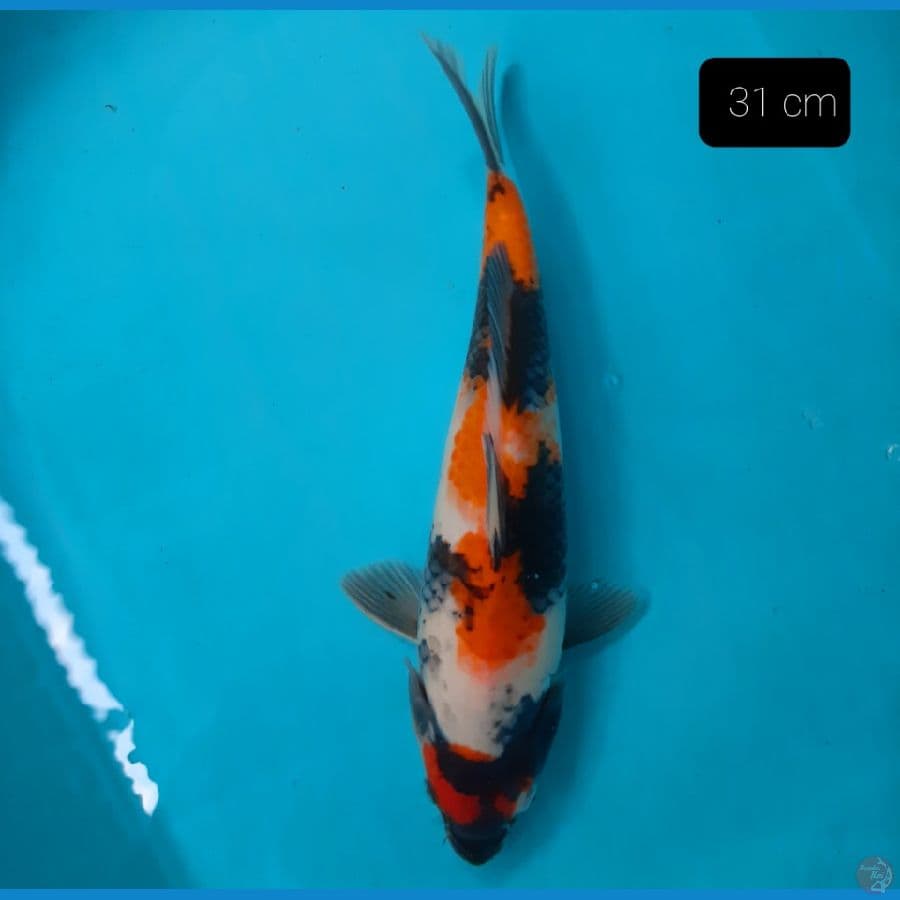 showa 31 cm