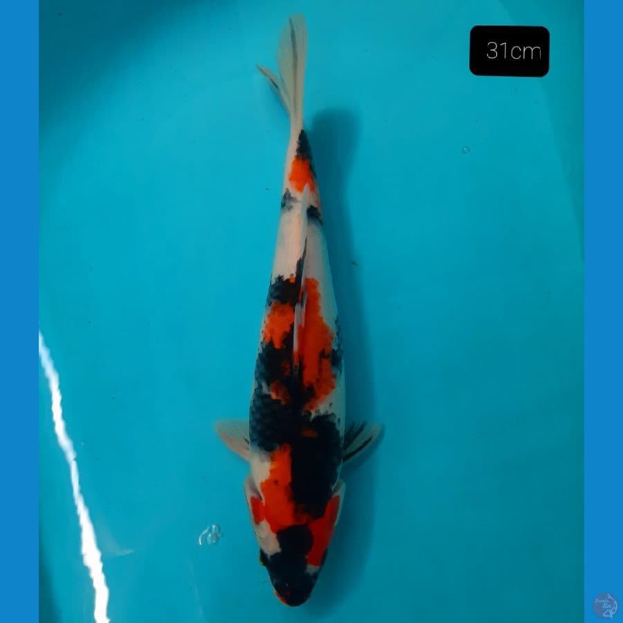 showa 31 cm