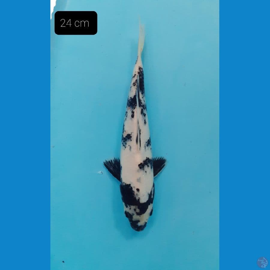 Shiro 24 cm