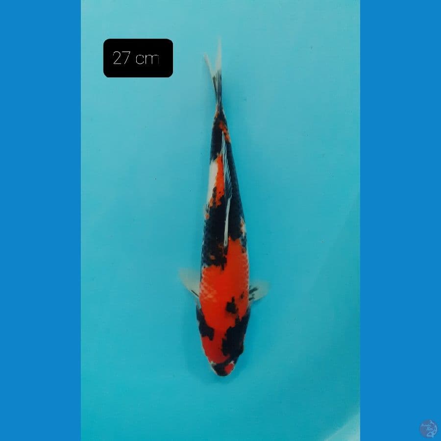 Showa 27 cm