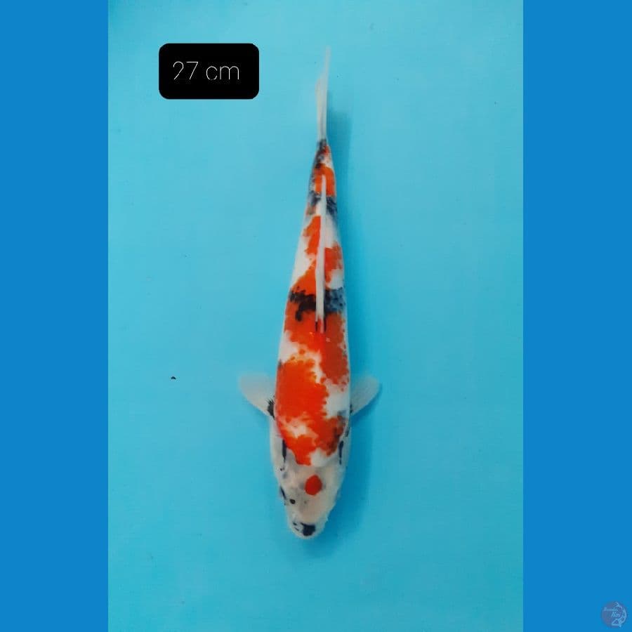 Showa 27 cm