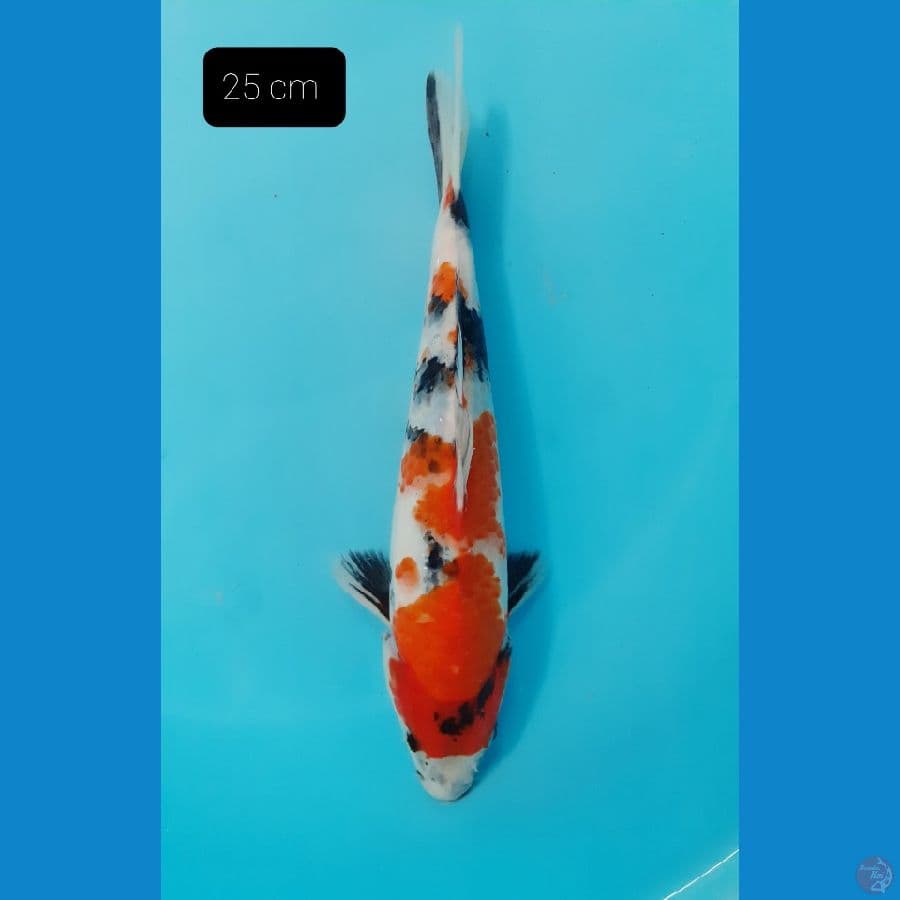 Showa 25 cm