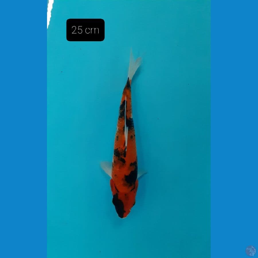 Showa 25 cm 