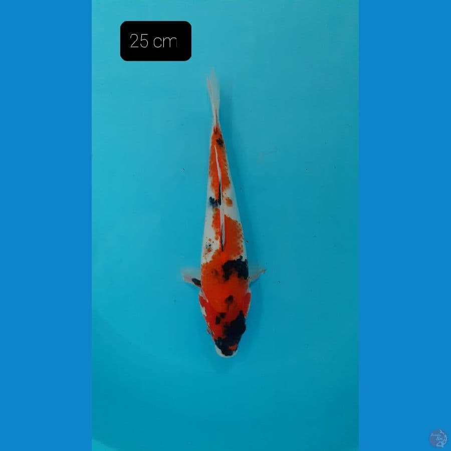Showa 25 cm 