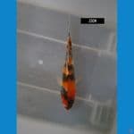 showa 23 cm