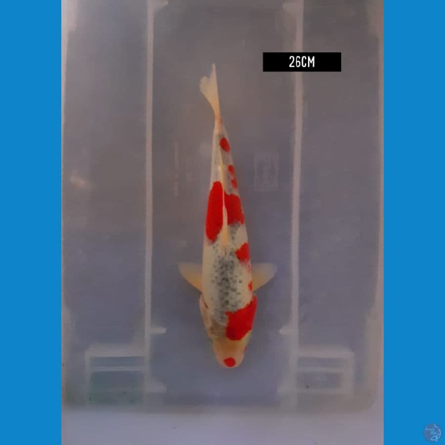 goshiki 26 cm