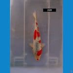goshiki 26 cm