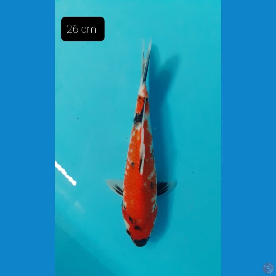 Showa 26 cm 