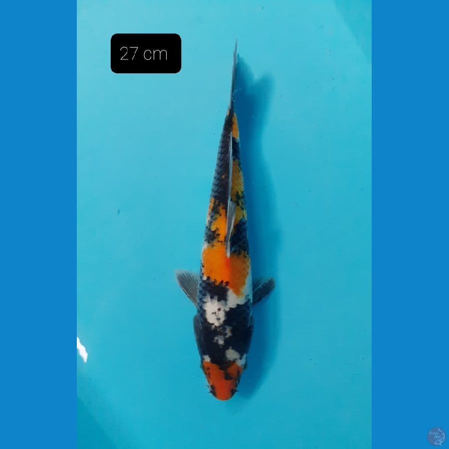 Showa 27 cm