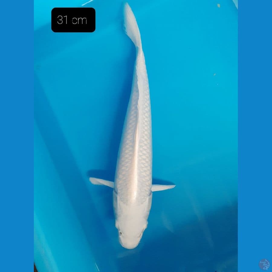 Platinum 31 cm