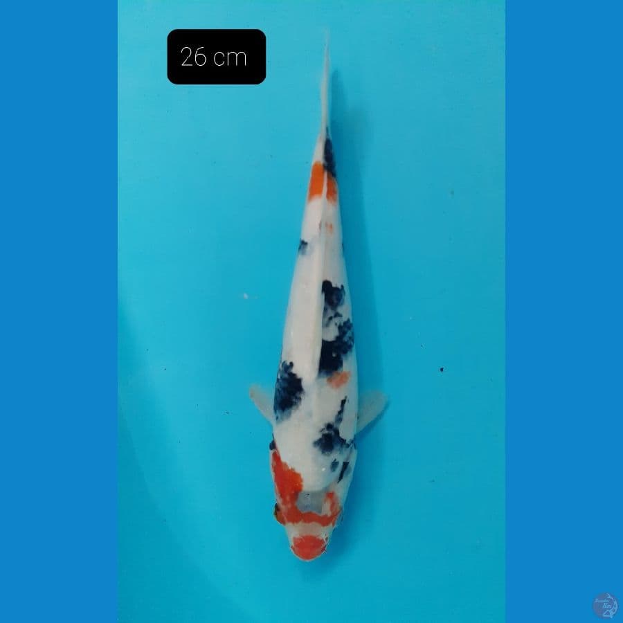 Showa 26 cm