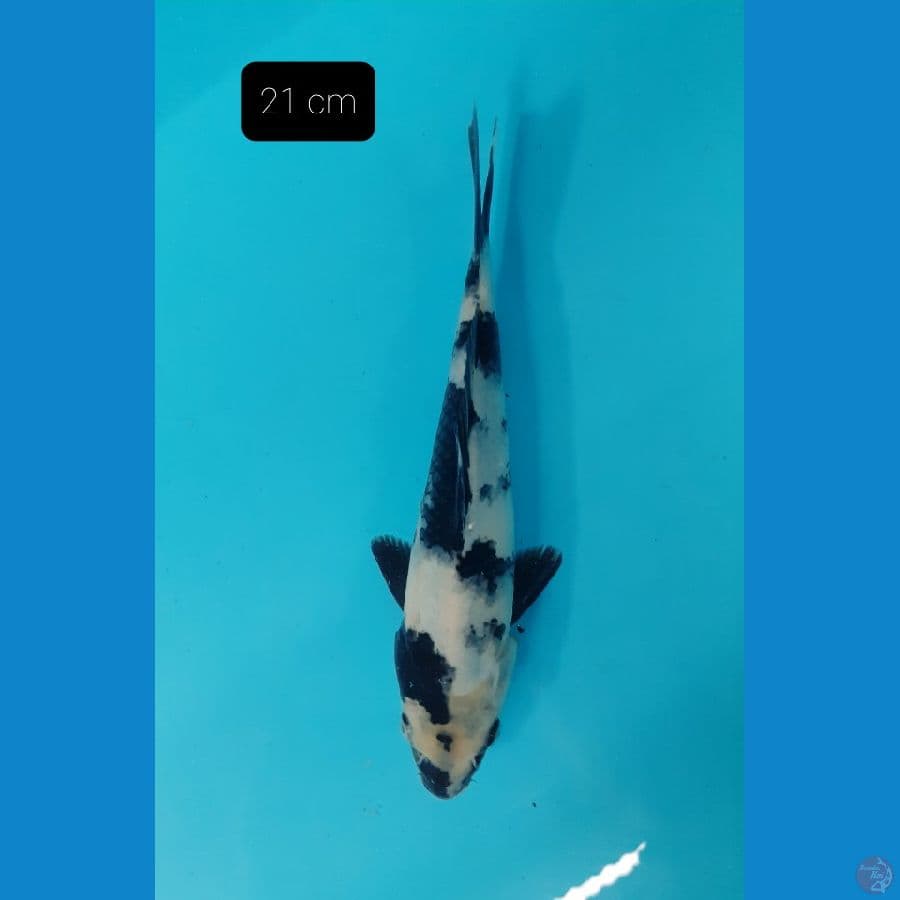 Shiro 21 cm