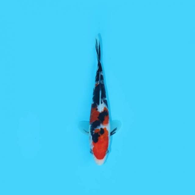 17CM - SHOWA