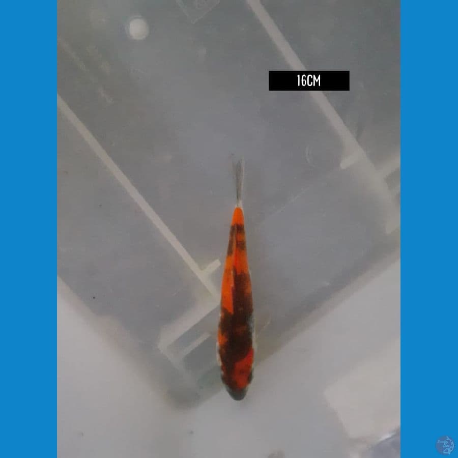 showa 16 cm