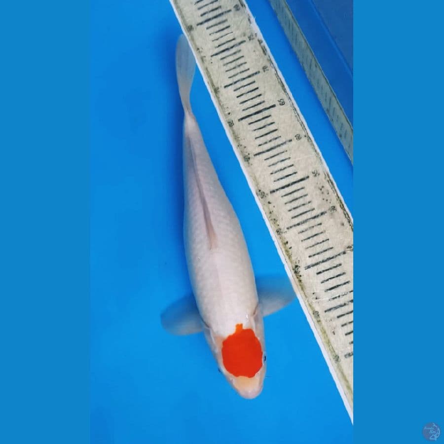 Tancho 42cm